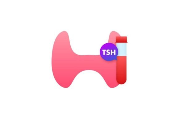 Understanding the Anatomy and Function of the Thyroid Gland